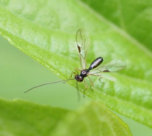 Réf. 256 949 : Alysiinae inconnu
